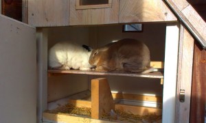 Mees_Merel_Kippenhok